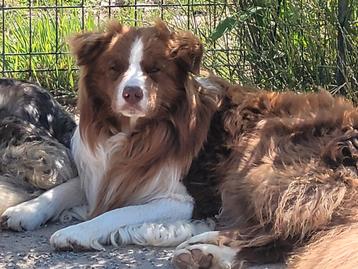 Border Collie herplaatsing reu super lieve kanjer beschikbaar voor biedingen