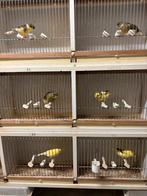 Gloster  mannen 20 euro., Animaux & Accessoires, Mâle