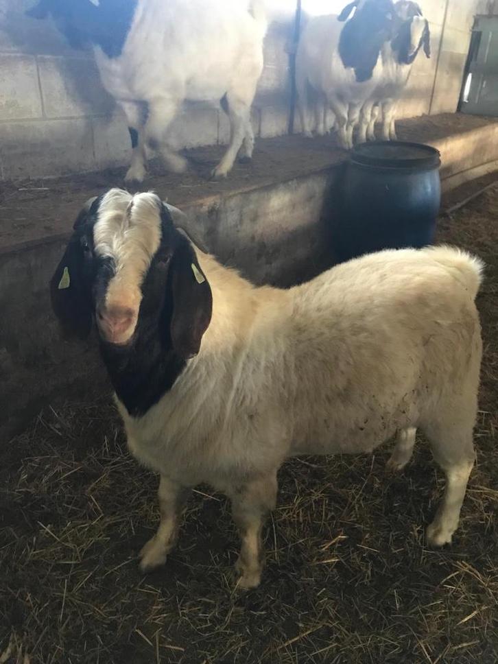 Boerbok met stamboek, Dieren en Toebehoren, Schapen, Geiten en Varkens, Geit, Mannelijk, 0 tot 2 jaar