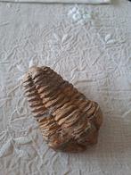 Trilobite, Collections, Enlèvement ou Envoi