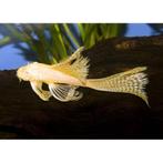 Kweekpaar longfin ancistrusen albino, Dieren en Toebehoren, Vissen | Aquariumvissen