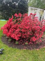 Japanse azalea, Tuin en Terras, Ophalen, Struik, 100 tot 250 cm
