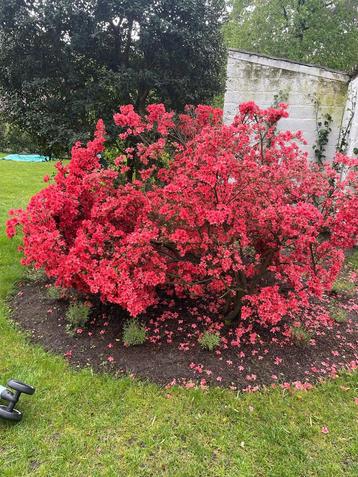Japanse azalea beschikbaar voor biedingen