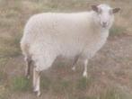 Shetland ooien