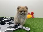 Pomeriaan pup, Dieren en Toebehoren, België, Keeshond, 8 tot 15 weken, Eén hond