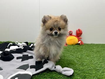Pomeriaan pup, Dieren en Toebehoren, Honden | Poolhonden, Keeshonden en Oertypen, België, Keeshond, 8 tot 15 weken, Eén hond