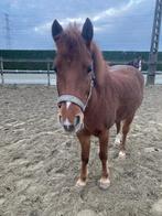 Weidepony/projectpony, Dieren en Toebehoren, B