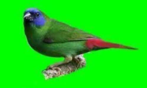 Te koop prachtig koppels driekleur papagaaiamadines, Dieren en Toebehoren, Vogels | Overige Vogels