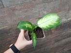 Dieffenbachia nr 62, Ophalen