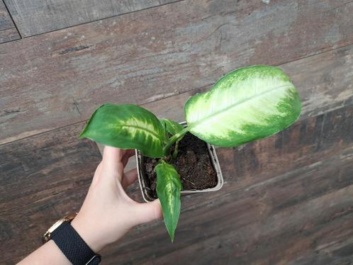 Dieffenbachia nr 62, Huis en Inrichting, Kamerplanten, Ophalen