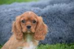 Cavalier King Charles spaniel pups 💖 alle kleuren, België, 8 tot 15 weken, Meerdere, Meerdere dieren