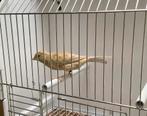 Isabel kobalt gele schimmel pop 2025, Dieren en Toebehoren, Vogels | Kanaries, Vrouwelijk, Kleurkanarie