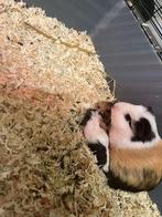 2 baby cavia's, Dieren en Toebehoren, Knaagdieren, Cavia