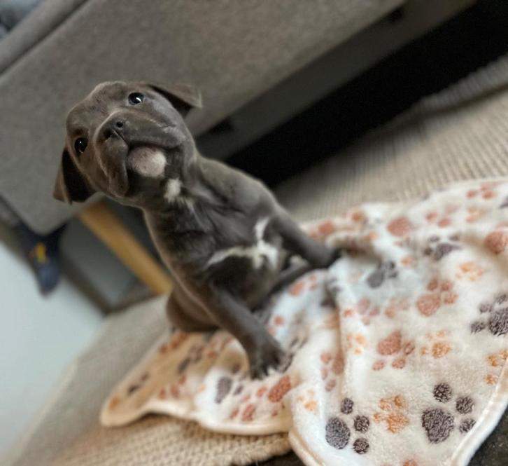 Prachtige blauwe Amerikaanse Stafford pup ( reutje), Dieren en Toebehoren, Honden | Jack Russells en Terriërs, Meerdere dieren