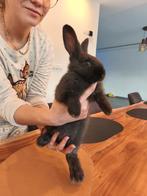 Vlamese Reus, Dieren en Toebehoren, Konijnen