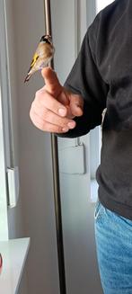 Tam putter van 2025, Dieren en Toebehoren, Vogels | Overige Vogels, Tam