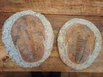 Grote cambropallas trilobiet uit Marokko, Verzamelen, Mineralen en Fossielen, Ophalen of Verzenden, Fossiel
