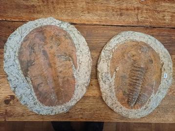 Grote cambropallas trilobiet uit Marokko beschikbaar voor biedingen
