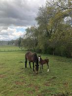 Kweekmerrie Kashmir van het schuttershof, Animaux & Accessoires, Chevaux & Poneys | Étalons & Juments poulinières, Jument