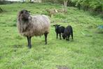 Ooi Gotland / Wensleydale kruising en 2 lammeren, Mouton, Femelle, 3 à 5 ans