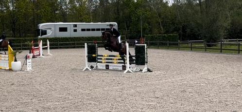 5-jarig springpaard, Animaux & Accessoires, Chevaux, Hongre, L, 160 à 165 cm, 3 à 6 ans, Cheval de saut, Avec pedigree, Avec puce électronique