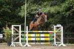 Ervaren springpaard, Dieren en Toebehoren, Paarden, Springpaard