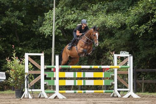 Ervaren springpaard, Dieren en Toebehoren, Paarden, Springpaard