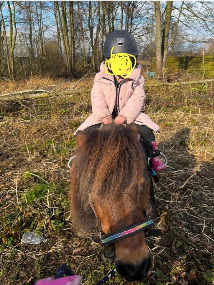 Shetlander merrie, Dieren en Toebehoren, Pony's, Merrie, B, A pony (tot 1.17m), Recreatiepony, 11 jaar of ouder, Met stamboom