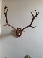 TROFEE - GEWEI - 14 HOORNS, Huis en Inrichting, Ophalen of Verzenden, Zo goed als nieuw