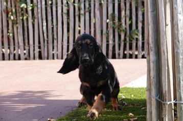 Golden cocker retriever pups (reutje) beschikbaar voor biedingen
