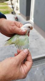 Roseicollis Turquoise bronze fallow opaline, Dieren en Toebehoren, Vogels | Parkieten en Papegaaien, Geringd