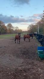 Weidegang met schuilstal inclusief verzorging in Olmen, Dieren en Toebehoren, Stalling en Weidegang, Weidegang, 2 of 3 paarden of pony's