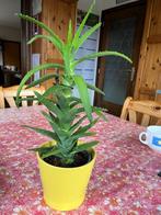 Prachtige vetplant Aloë, met cache-pot, Huis en Inrichting, Ophalen of Verzenden, In pot, Volle zon, Vetplant