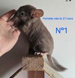 Jonge chinchilla's, Dieren en Toebehoren, Knaagdieren, Meerdere dieren, Chinchilla, Tam
