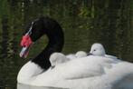 zwarthals zwanen, Meerdere dieren, Tropenvogel, Geringd