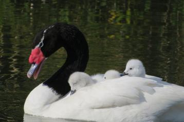 zwarthals zwanen beschikbaar voor biedingen