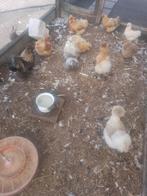 Verse broedeieren van zijdehoentjes, Dieren en Toebehoren, Pluimvee, Meerdere dieren, Kip