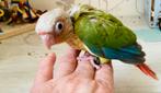 Conure.  Pyrrhura ananas   eam