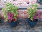 2 x mooie japanse esdoorn in pot, Jardin & Terrasse, Plantes | Jardin, Enlèvement