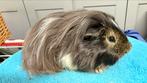 Cavia, mannelijke cavia Shelty agouti zwart en wit, Ophalen