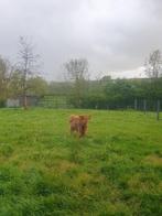 Schotse hooglander, Dieren en Toebehoren, Mannelijk, 0 tot 2 jaar