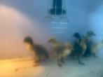 indische loopeendkuikens, Dieren en Toebehoren