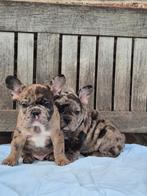 Franse Bulldog pups, Dieren en Toebehoren, Honden | Bulldogs, Pinschers en Molossers, België, Fokker | Hobbymatig, CDV (hondenziekte)