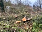 Bois de sapin à donner, Jardin & Terrasse