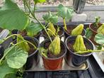 chayote plant in pot, Annuelle, Automne, Enlèvement ou Envoi, Plantes potagères