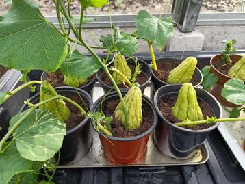 chayote plant in pot