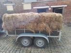 Hooi 2024, Dieren en Toebehoren, Schapen, Geiten en Varkens