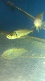 Poisson vampire, Overige typen, Zoetwatervis