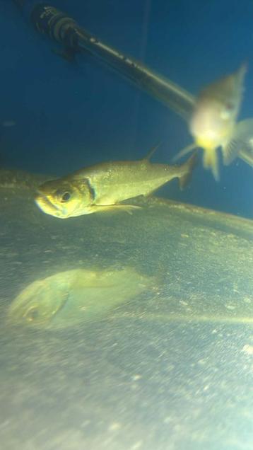 Poisson vampire beschikbaar voor biedingen