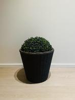 Bloembak met kunstbuxus voor buiten, Ophalen of Verzenden, Zo goed als nieuw, Kunststof